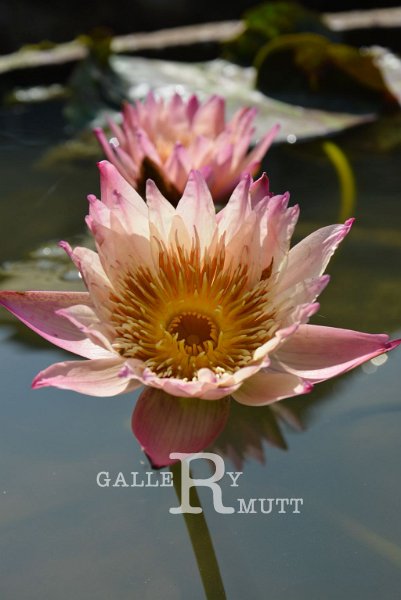 20151124-lotus052.jpg - lotus