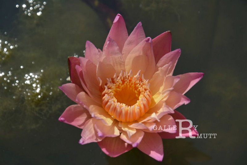 20151124-lotus053.jpg - lotus