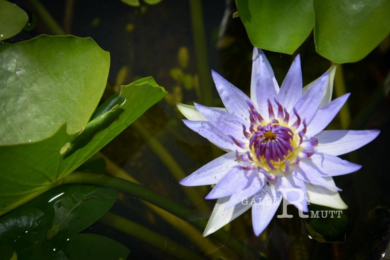 20151124-lotus055.jpg - lotus