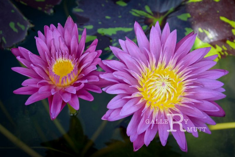 20151124-lotus056.jpg - lotus