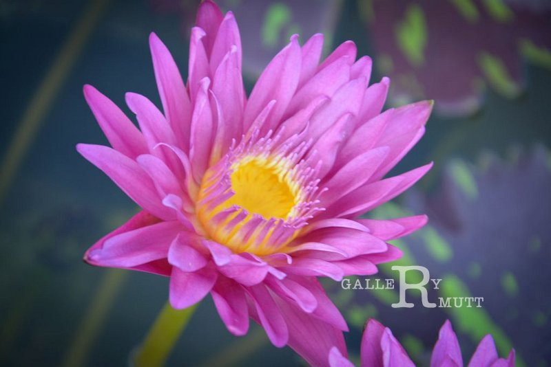 20151124-lotus057.jpg - lotus