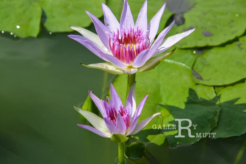 20151124-lotus059.jpg - lotus