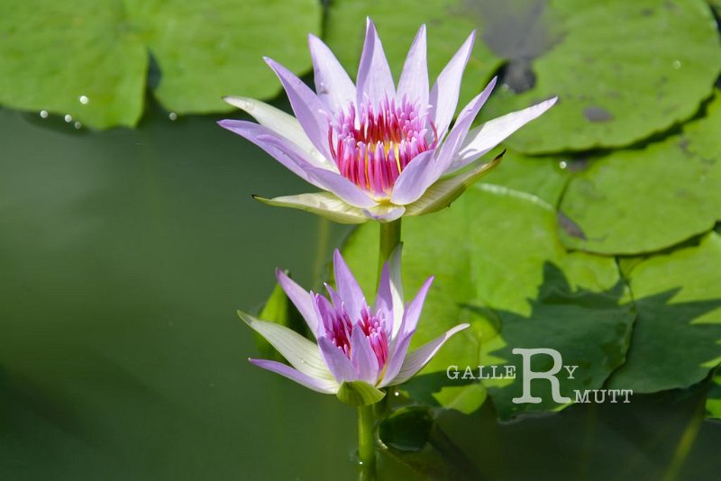 20151124-lotus060.jpg - lotus