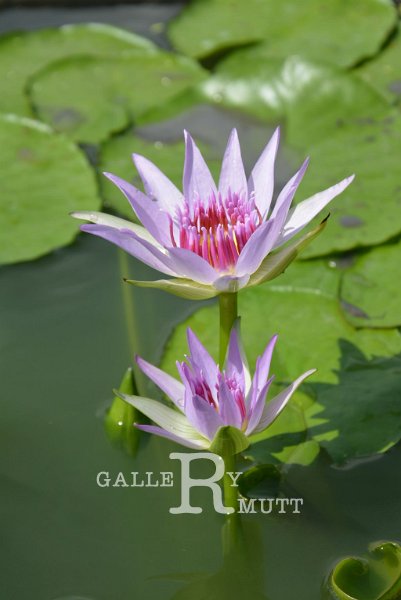 20151124-lotus061.jpg - lotus