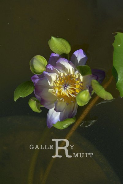 20151124-lotus063.jpg - lotus