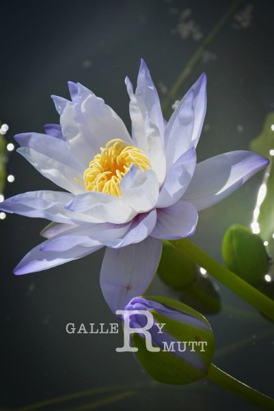 20151124-lotus066.jpg - lotus