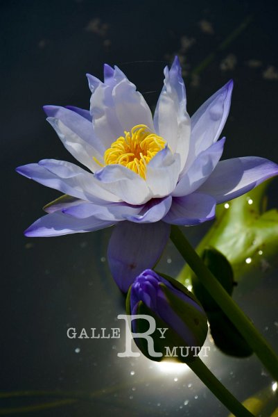 20151124-lotus067.jpg - lotus