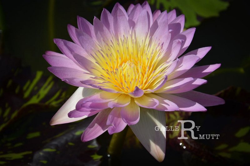 20151124-lotus068.jpg - lotus