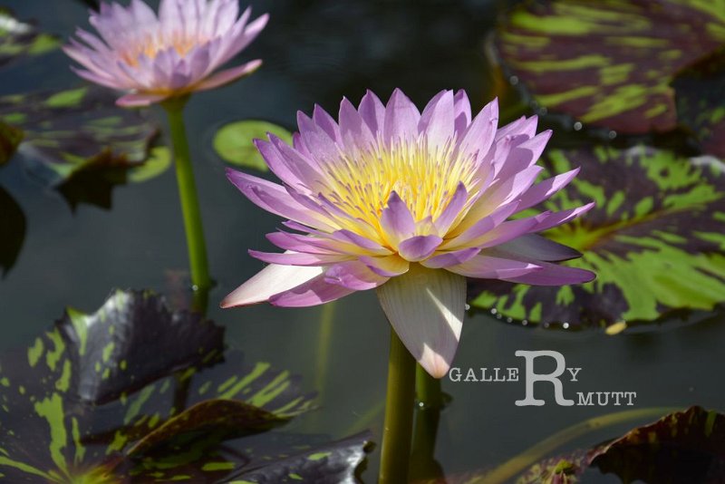 20151124-lotus069.jpg - lotus