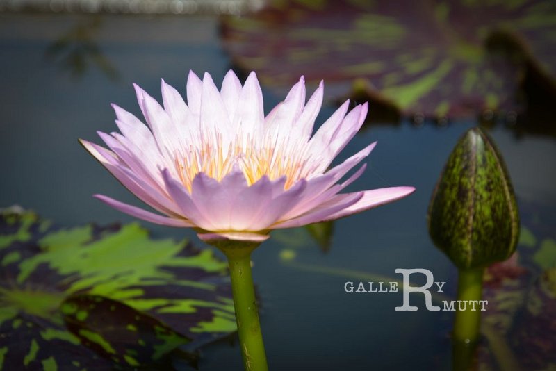 20151124-lotus070.jpg - lotus