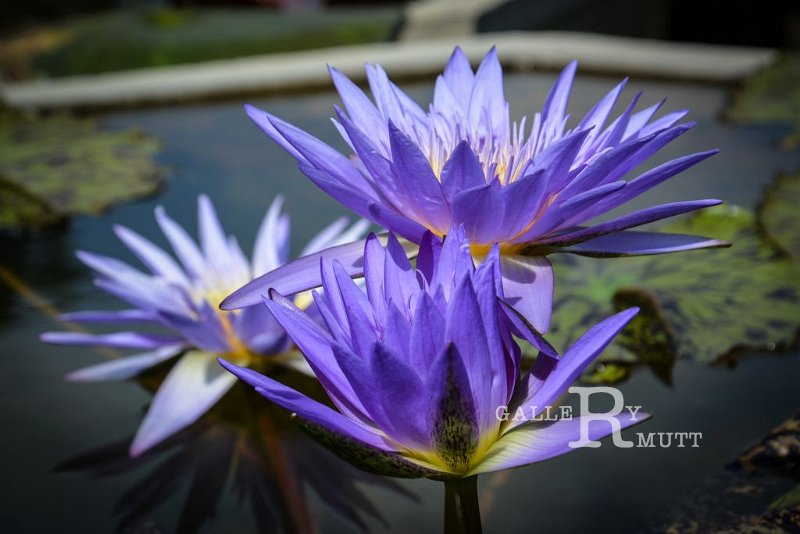 20151124-lotus071.jpg - lotus