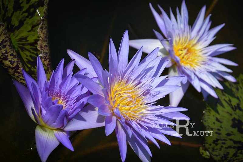 20151124-lotus072.jpg - lotus