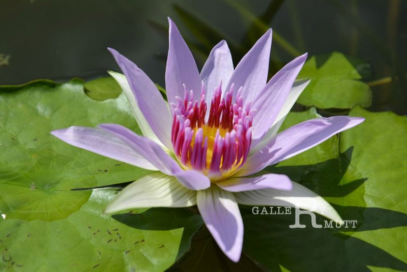20151124-lotus075.jpg - lotus