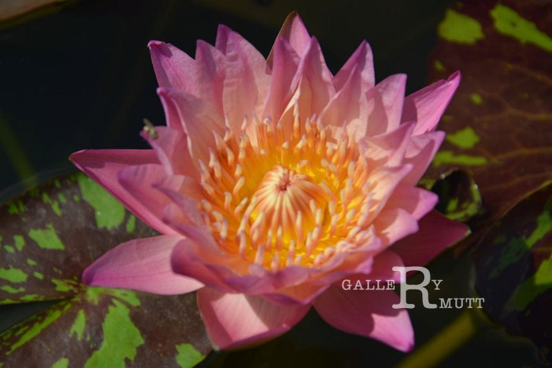 20151124-lotus077.jpg - lotus