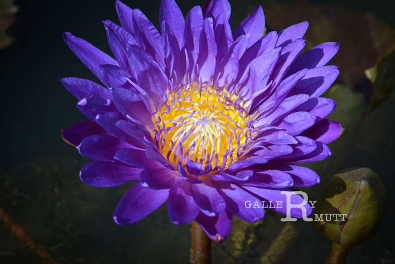 20151124-lotus078.jpg - lotus