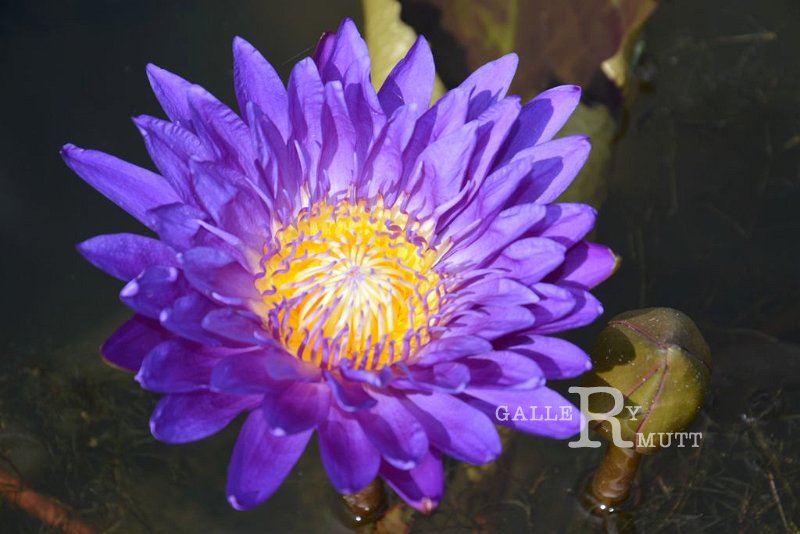 20151124-lotus079.jpg - lotus