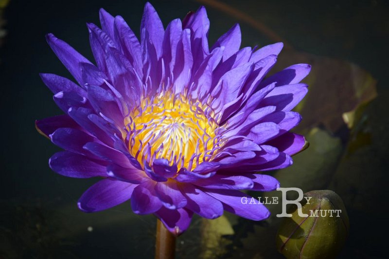 20151124-lotus080.jpg - lotus