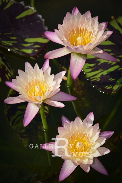 20151124-lotus081.jpg - lotus