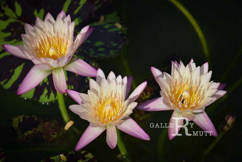 20151124-lotus082.jpg - lotus