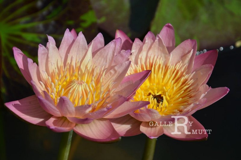 20151124-lotus084.jpg - lotus