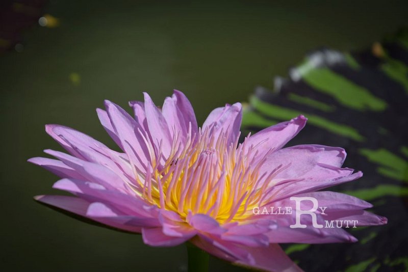 20151124-lotus085.jpg - lotus