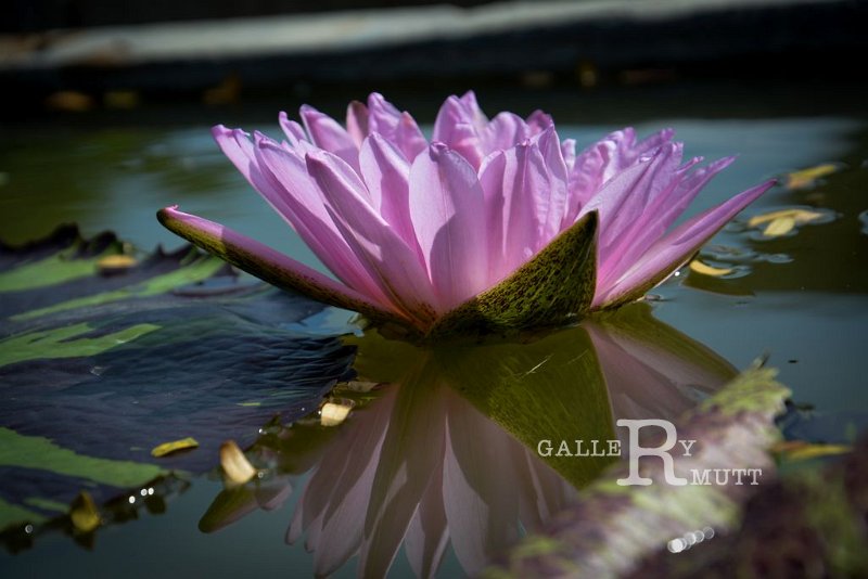20151124-lotus086.jpg - lotus