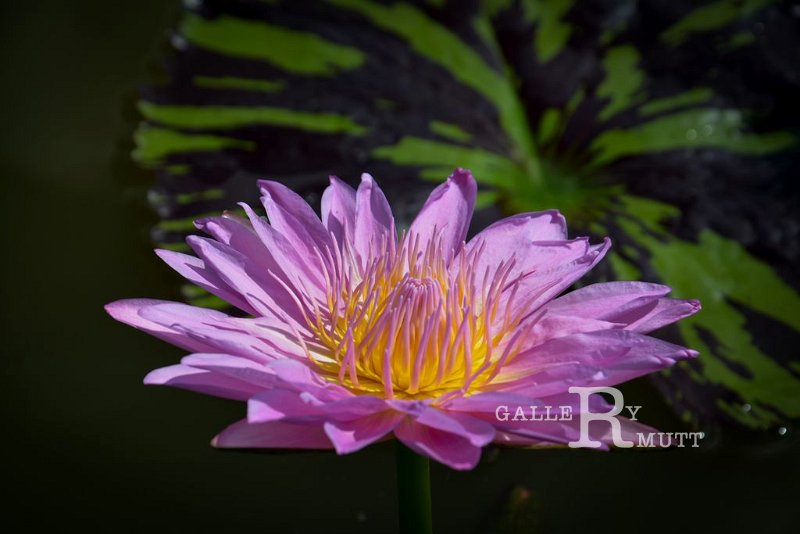 20151124-lotus088.jpg - lotus