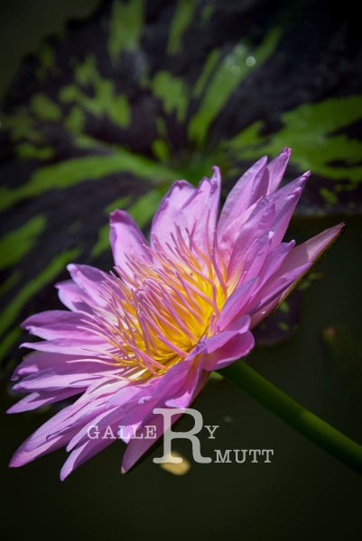 20151124-lotus089.jpg - lotus