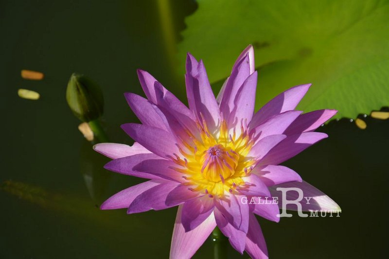 20151124-lotus090.jpg - lotus