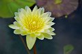 20151124-lotus001
