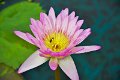 20151124-lotus003