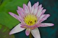 20151124-lotus005
