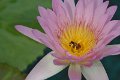 20151124-lotus006
