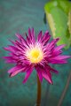 20151124-lotus008