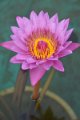 20151124-lotus010