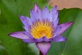 20151124-lotus011