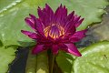 20151124-lotus015