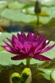20151124-lotus016