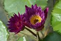 20151124-lotus019
