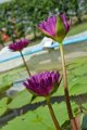 20151124-lotus020