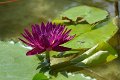 20151124-lotus021