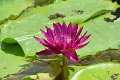 20151124-lotus022