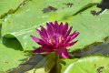 20151124-lotus023