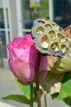 20151124-lotus025
