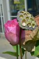 20151124-lotus026