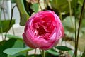 20151124-lotus027