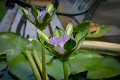 20151124-lotus028