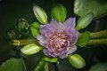 20151124-lotus029