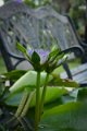 20151124-lotus030