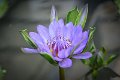 20151124-lotus031